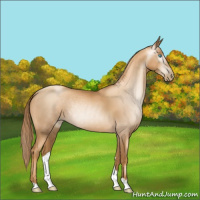 Horse Color:Gray Gold Champagne Pearl 