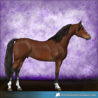 Horse Color:Gray Bay 