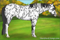 Horse Color:Blue Roan Leopard 