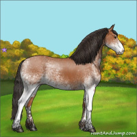 Horse Color:White Spotted Bay Splash and White Spotted Bay Splash Rabicano