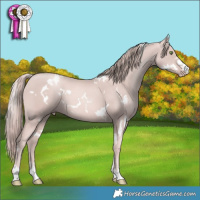 Horse Color:Platinum White Spotted Gold Champagne