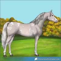 Horse Color:Platinum White Spotted Palomino Rabicano 