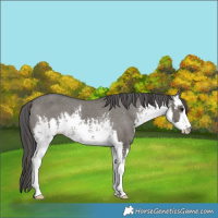 Horse Color:White Spotted Grullo Appaloosa 