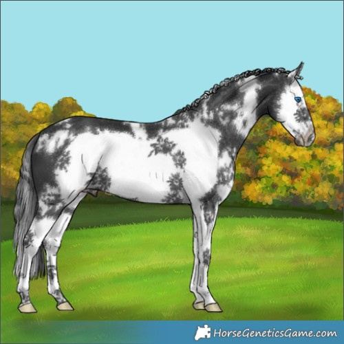 Horse Color:White Spotted Black Splash Frame 