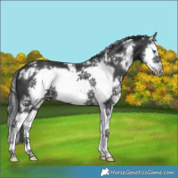 Horse Color:White Spotted Black Splash Frame 