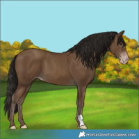 Horse Color:Gray Classic Champagne 