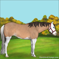 Horse Color:Bay Dun Splash 