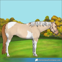 Horse Color:Red Dun Tobiano Rabicano