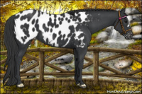 Horse Color:Black Appaloosa 