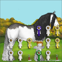 Horse Color:Grullo Splash Rabicano 