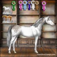 Horse Color:Gray White Spotted Classic Champagne