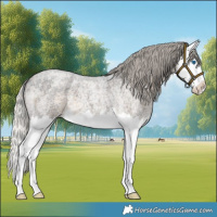 Horse Color:Silver Smoky Blue Roan Splash 