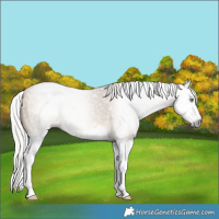 Horse Color:Gray Silver Sable Cream Champagne Splash 