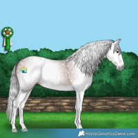Horse Color:Gray Bay Splash 
