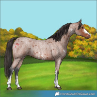 Horse Color:Bay Roan Sabino Rabicano 