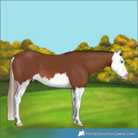 Horse Color:Chestnut Splash 