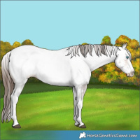 Horse Color:White Spotted Bay Sabino Splash Near Fewspot Rabicano 