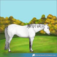 Horse Color:Gray Brown Roan 