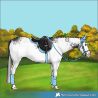 Horse Color:White Spotted Smoky Black