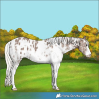 Horse Color:White Spotted Silver Black Sabino Appaloosa 