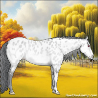 Horse Color:Amber Champagne Chinchilla Appaloosa