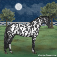 Horse Color:Blue Roan Appaloosa 