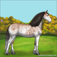 Horse Color:White Spotted Bay Splash  and White Spotted Bay Splash 