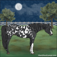 Horse Color:Black Appaloosa 
