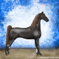 Horse Color:Liver Chestnut Rabicano