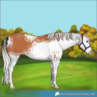 Horse Color:White Spotted Silver Bay 