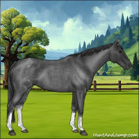 Horse Color:White Spotted Blue Roan 