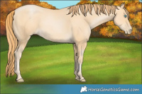 Horse Color:Buckskin Pearl 