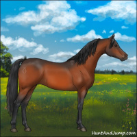 Horse Color:Brown 