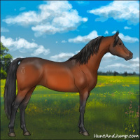 Horse Color:Brown 