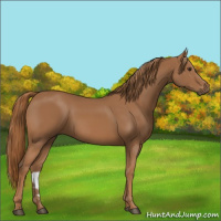 Horse Color:Chestnut Rabicano