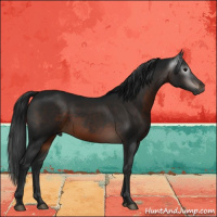 Horse Color:Gray Brown Rabicano 