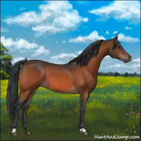 Horse Color:Brown 