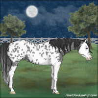 Horse Color:Blue Roan Splash Appaloosa 