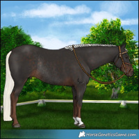Horse Color:Liver Chestnut Mushroom Rabicano 