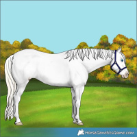 Horse Color:Gold Cream Champagne Splash Appaloosa