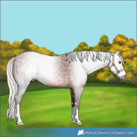 Horse Color:Gray Silver Bay