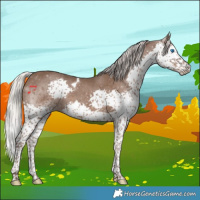 Horse Color:Silver Black Splash Tobiano 