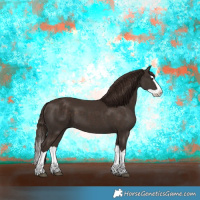 Horse Color:Liver Chestnut Splash 