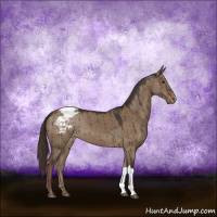 Horse Color:Liver Red Dun Appaloosa Brindle 