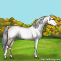 Horse Color:Gray Bay 