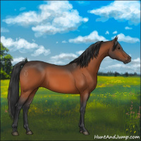 Horse Color:Brown 