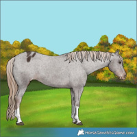 Horse Color:Liver Chestnut Tobiano Appaloosa 