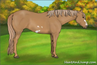 Horse Color:Chestnut Frame 