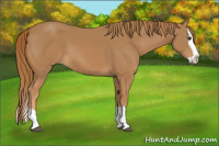 Horse Color:Chestnut Splash