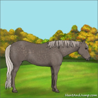 Horse Color:Silver Black Sabino Rabicano 